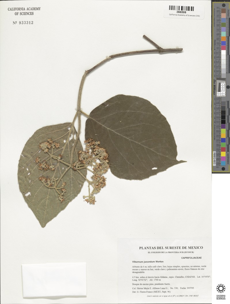 Viburnum disjunctum