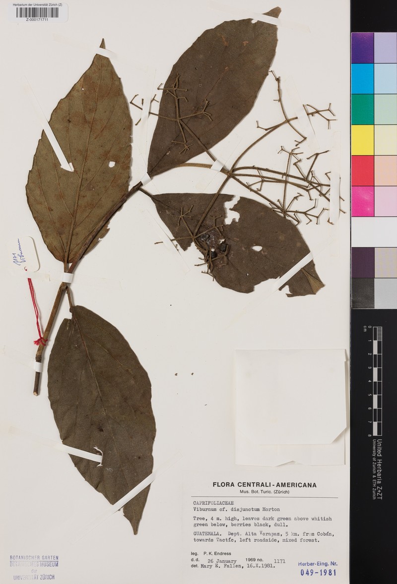 Viburnum disjunctum photo 2