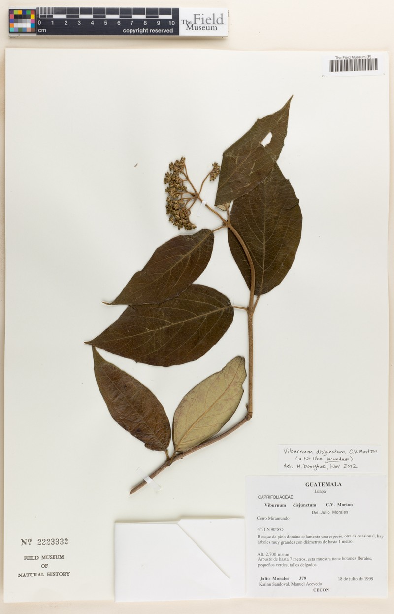 Viburnum disjunctum photo 3