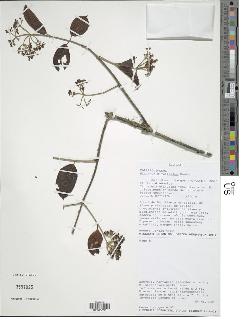 Viburnum divaricatum