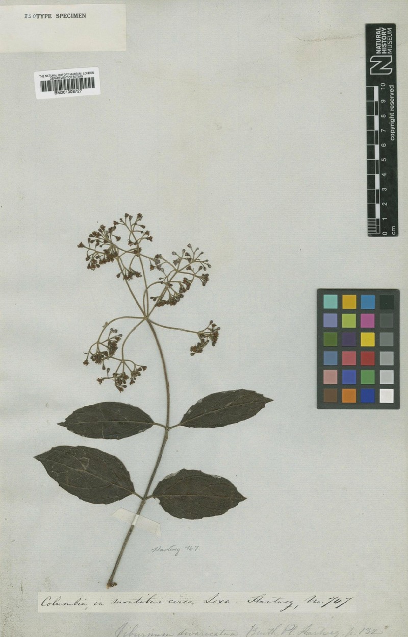 Viburnum divaricatum photo 2