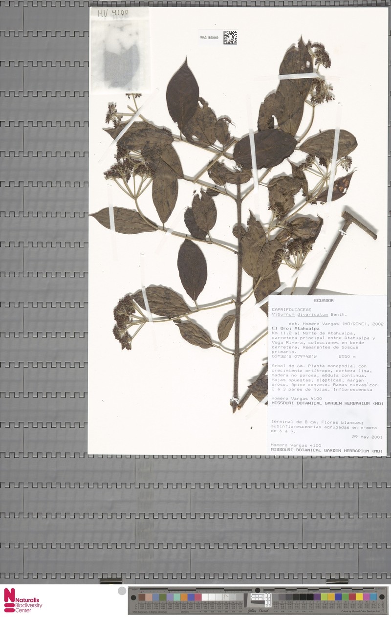 Viburnum divaricatum photo 3