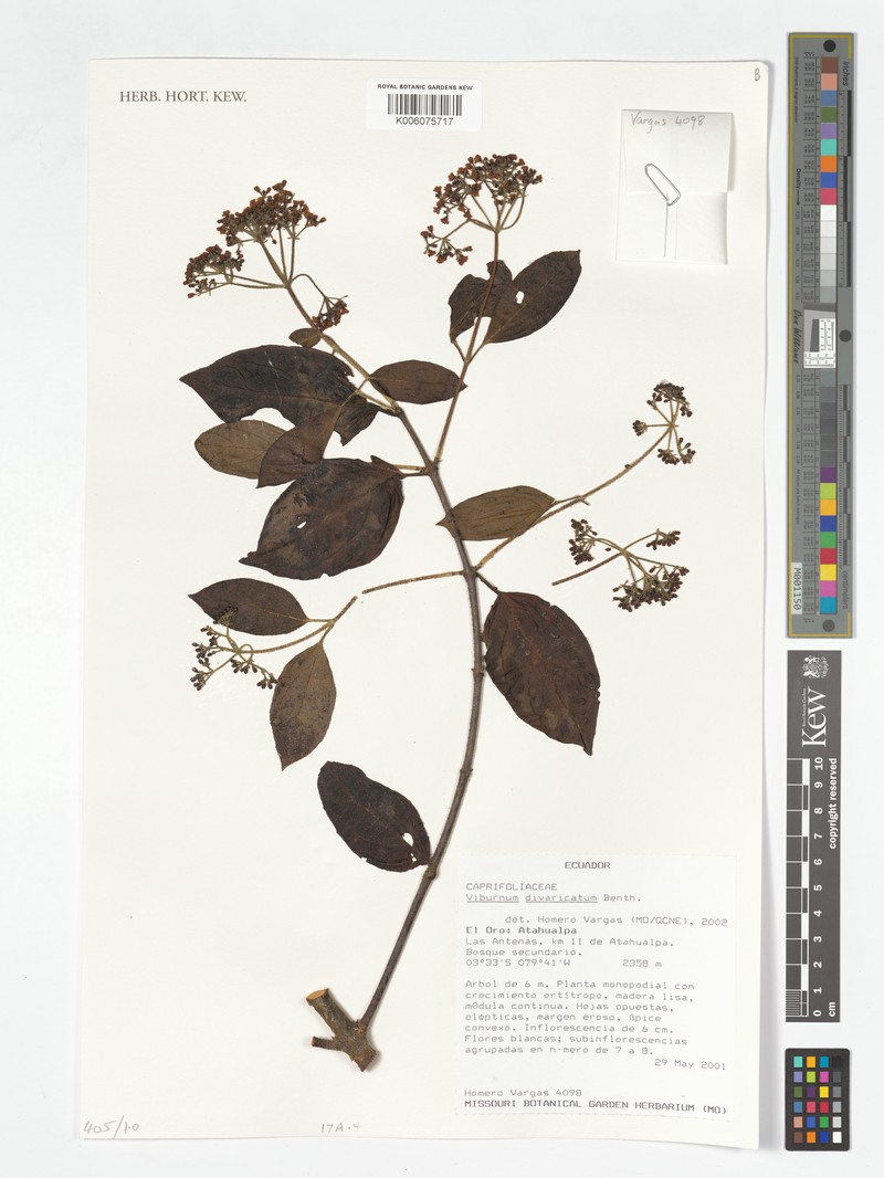 Viburnum divaricatum photo 4