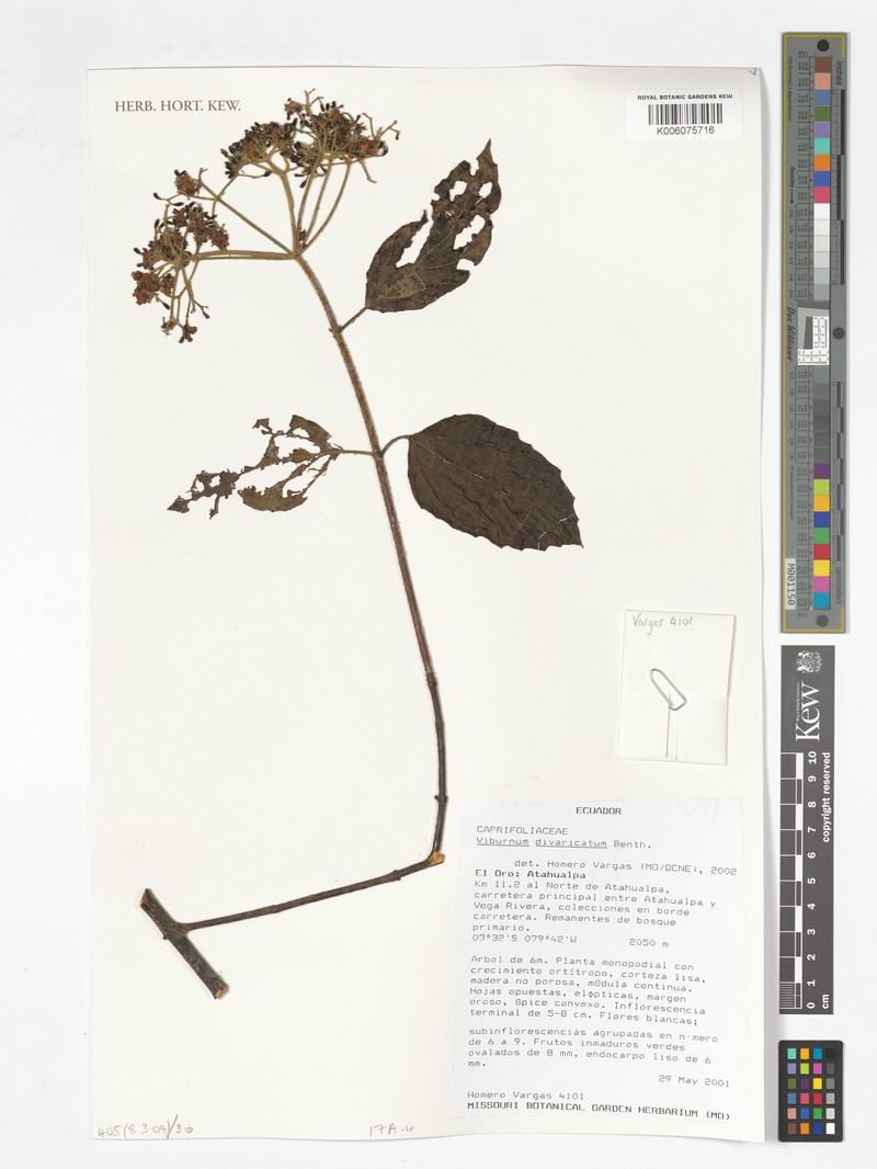 Viburnum divaricatum photo 5