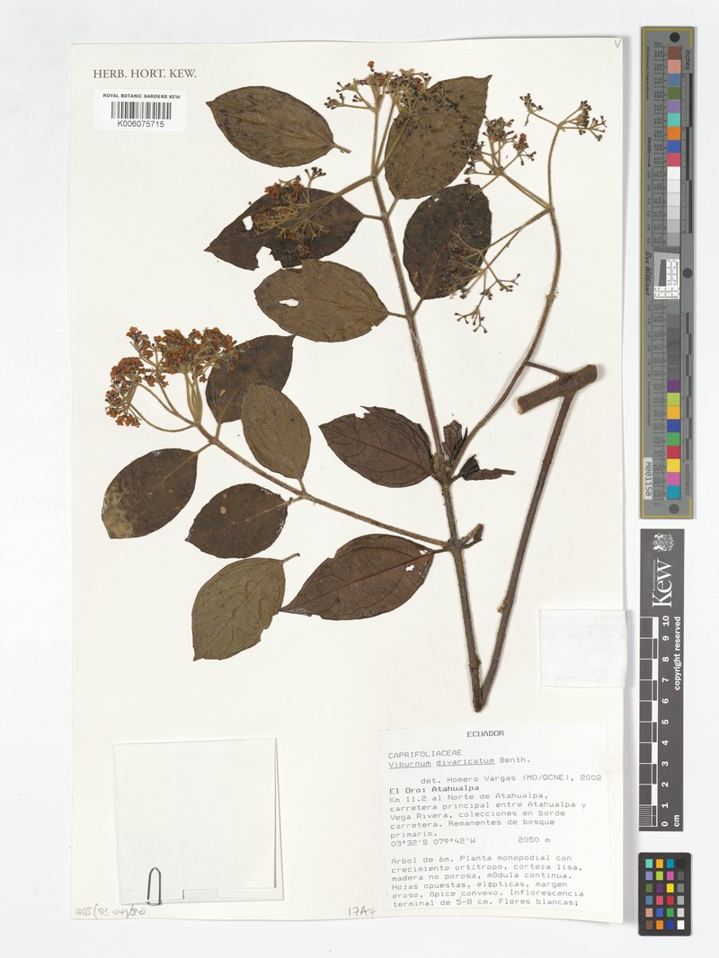 Viburnum divaricatum photo 6