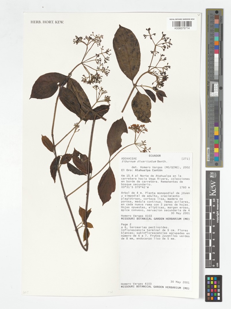 Viburnum divaricatum photo 7