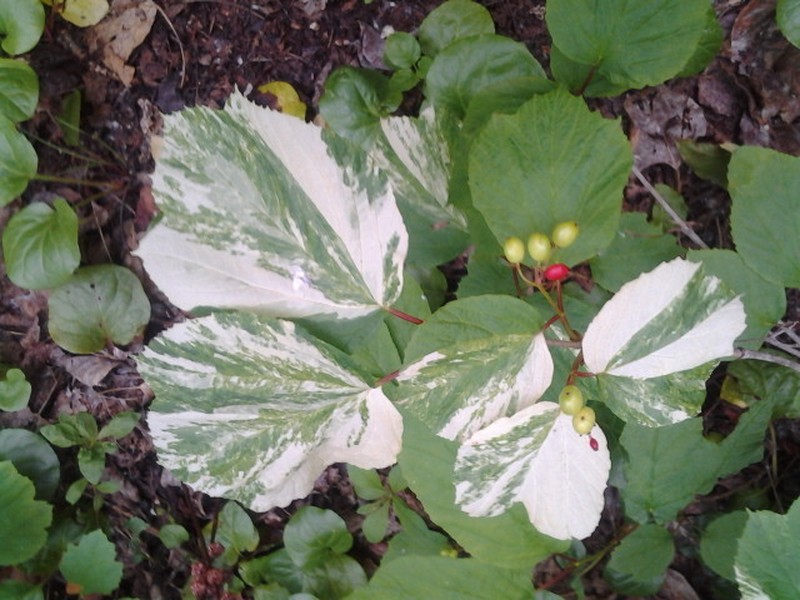 Squashberry photo 6