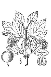 Squashberry