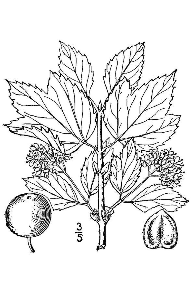 Squashberry