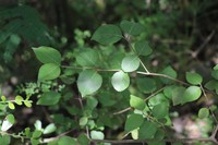 Viburnum elatum