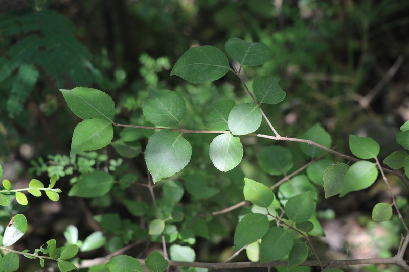 Viburnum elatum