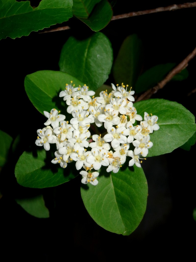 Viburnum elatum photo 2