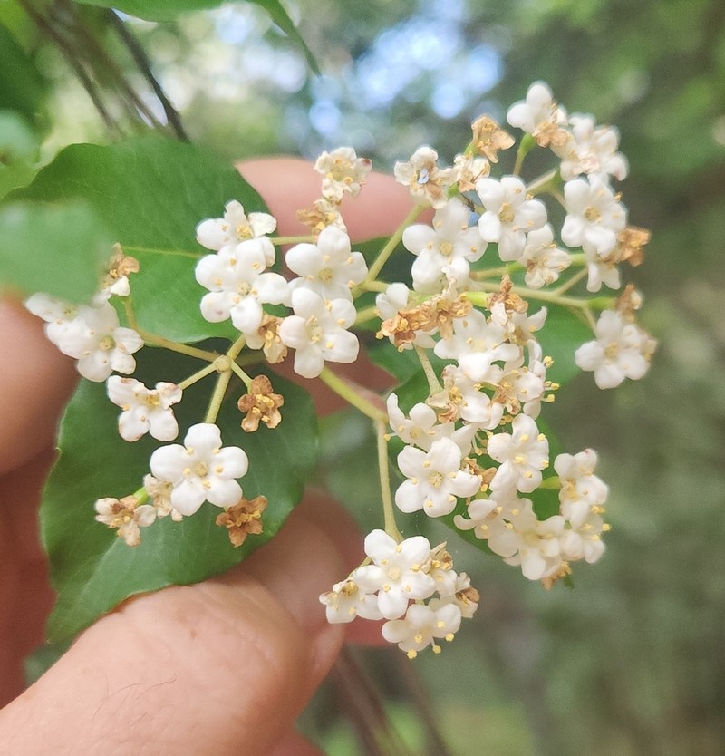 Viburnum elatum photo 3