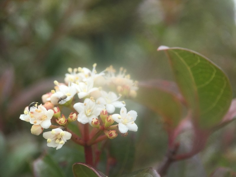 Viburnum elatum photo 4
