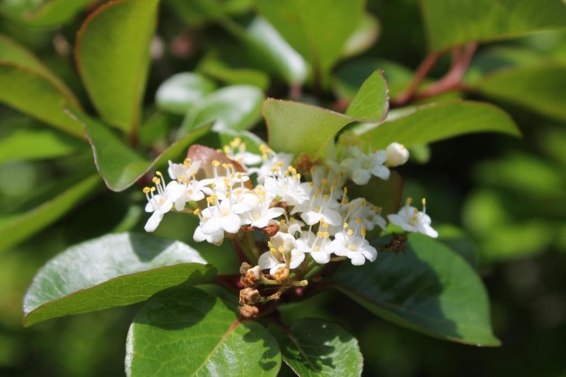 Viburnum elatum photo 5