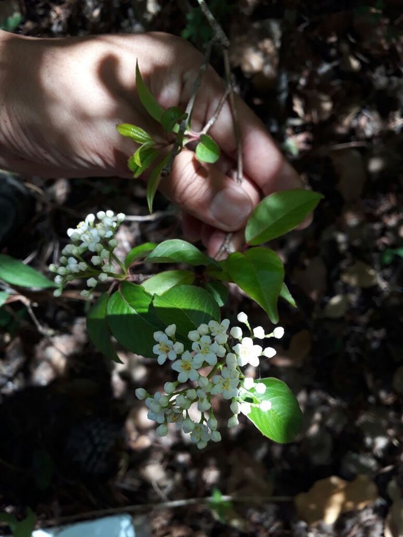 Viburnum elatum photo 6