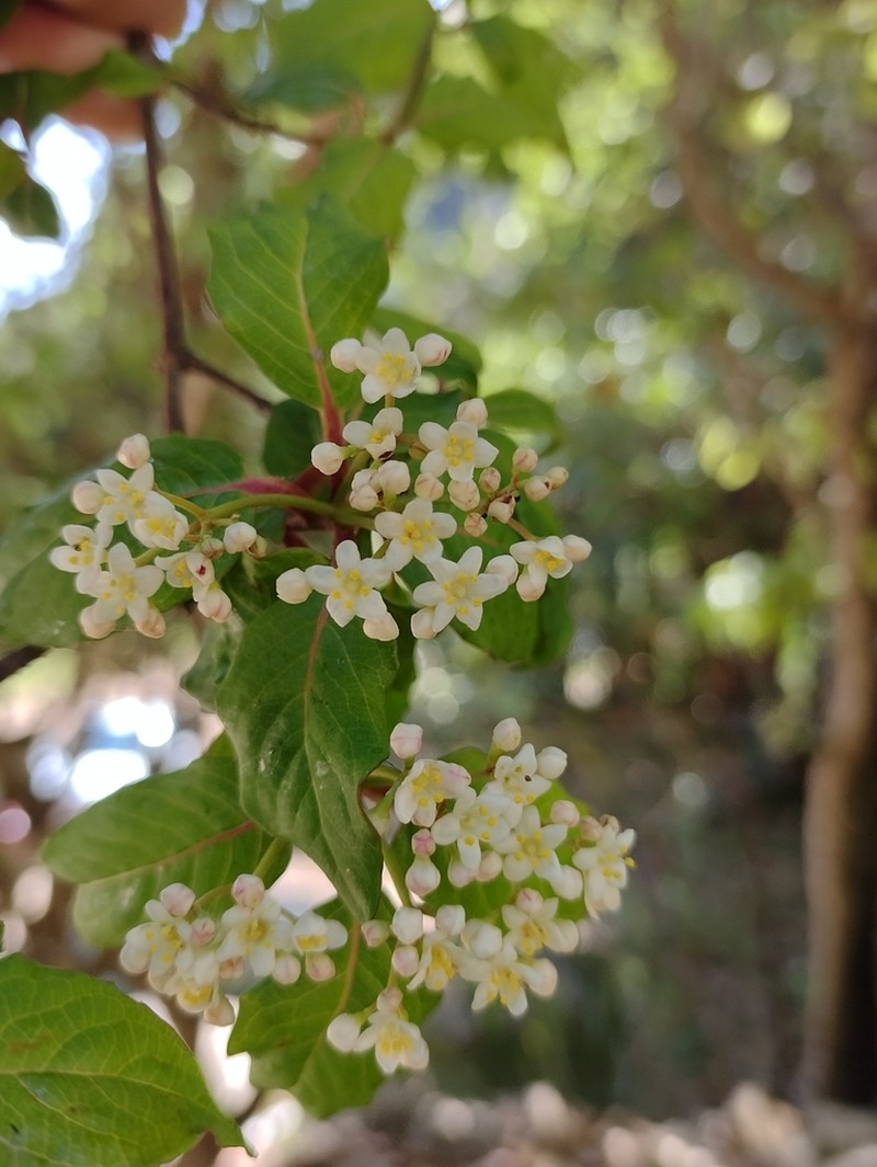 Viburnum elatum photo 7