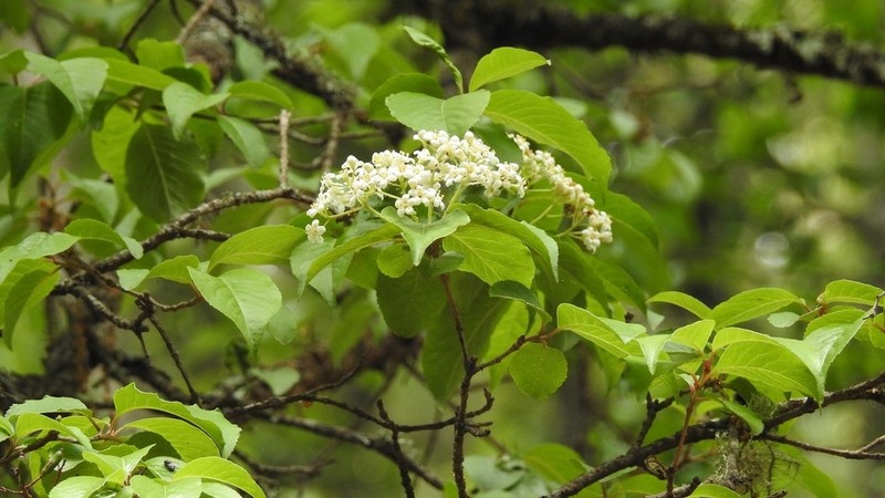 Viburnum elatum photo 8