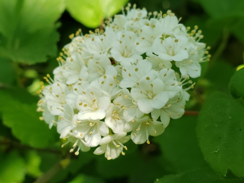 Common Viburnum photo 3