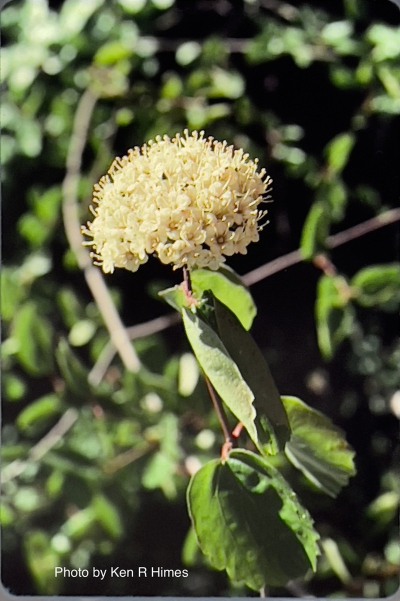 Common Viburnum photo 4