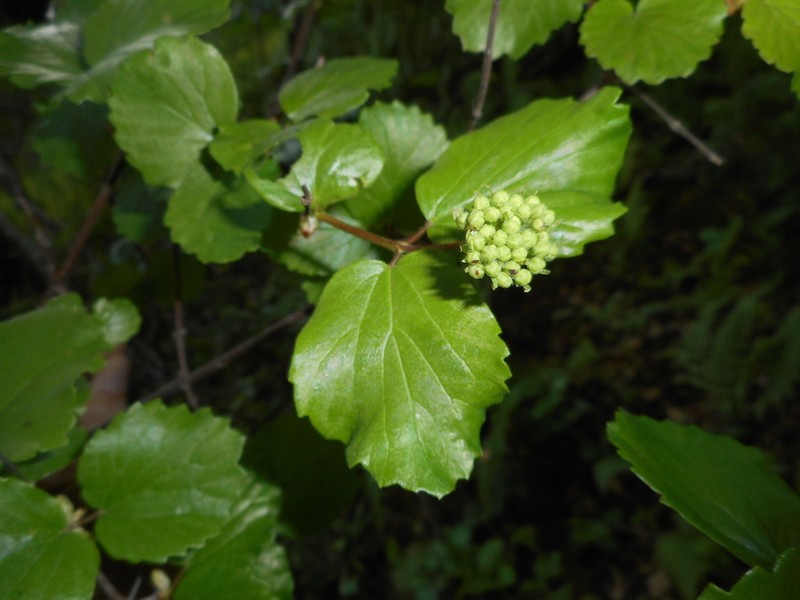 Common Viburnum photo 5