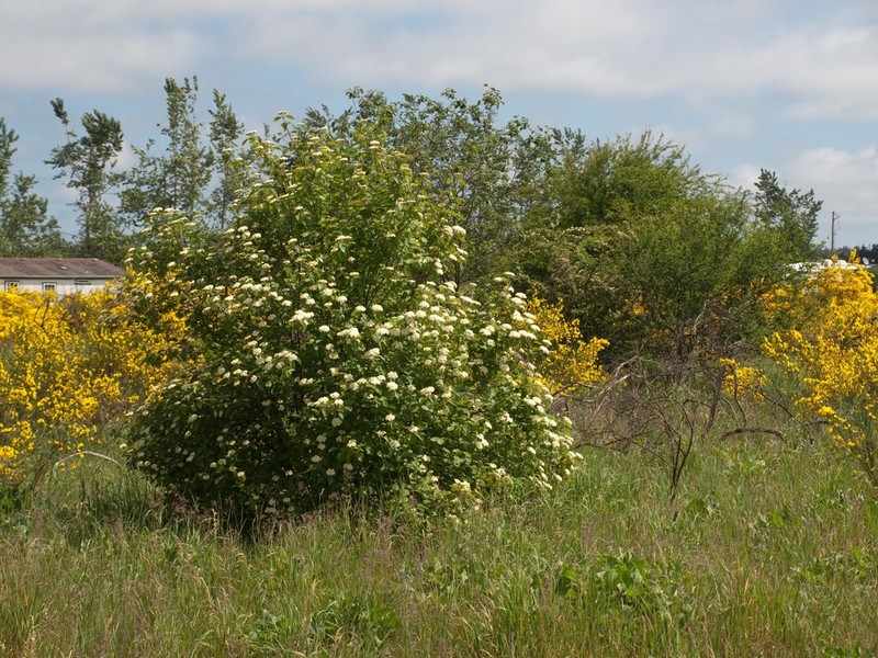 Common Viburnum photo 6