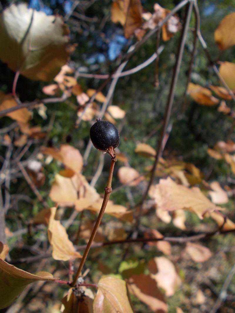 Common Viburnum photo 7