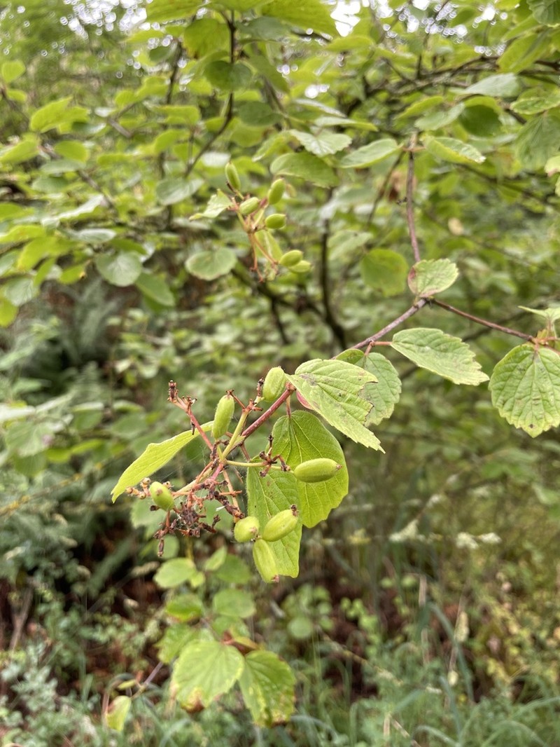 Common Viburnum photo 8