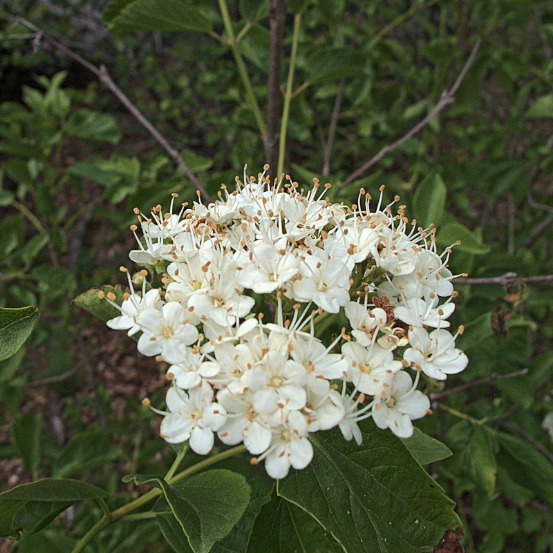 Common Viburnum photo 4