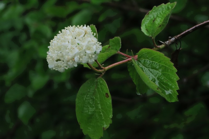 Common Viburnum photo 5