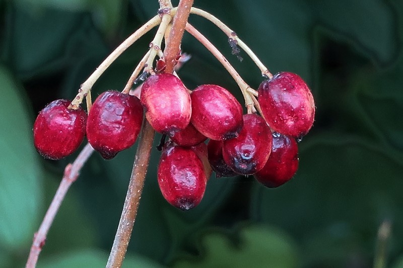 Common Viburnum photo 6