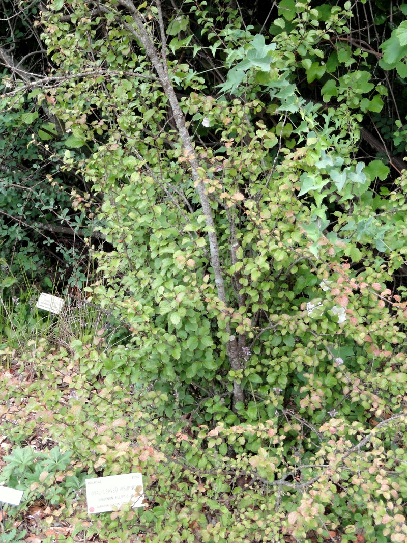 Common Viburnum photo 7