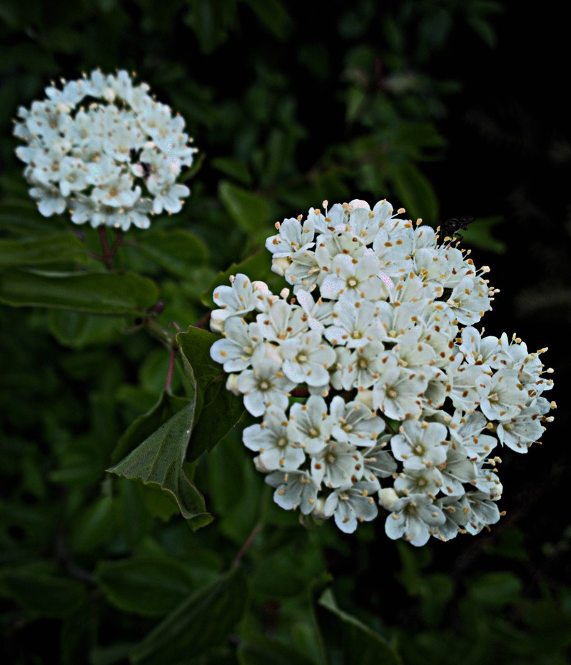 Common Viburnum photo 2