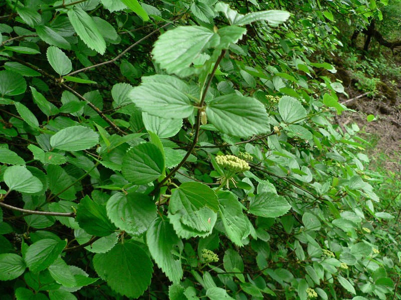 Common Viburnum photo 3