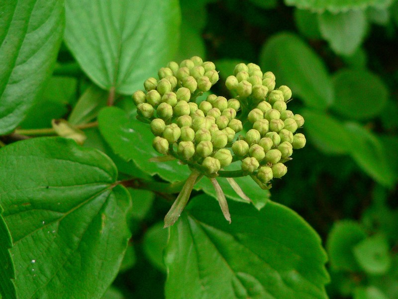 Common Viburnum