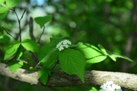 Viburnum erosum
