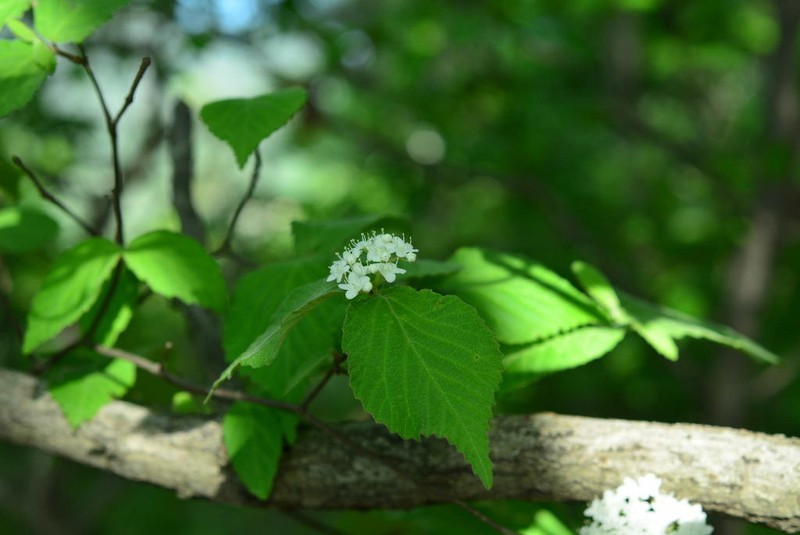 Viburnum erosum