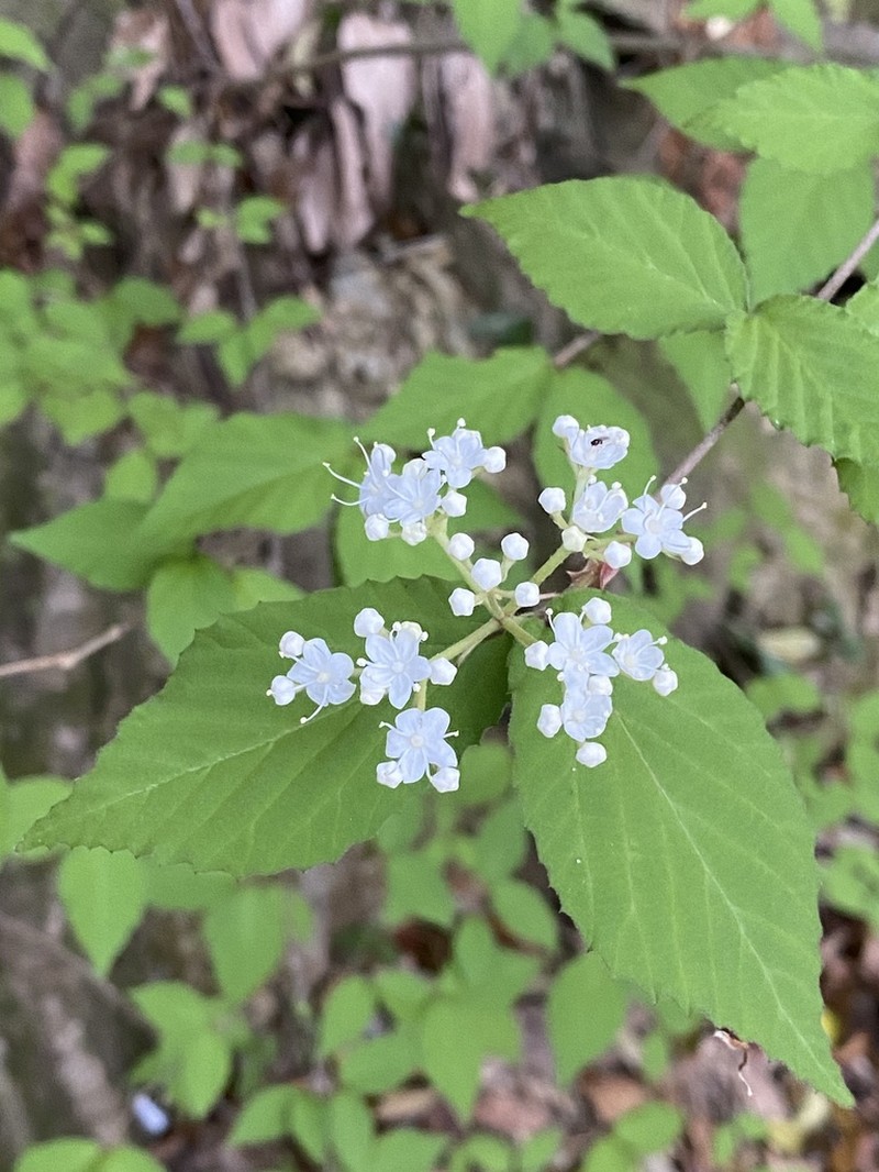 Viburnum erosum photo 2