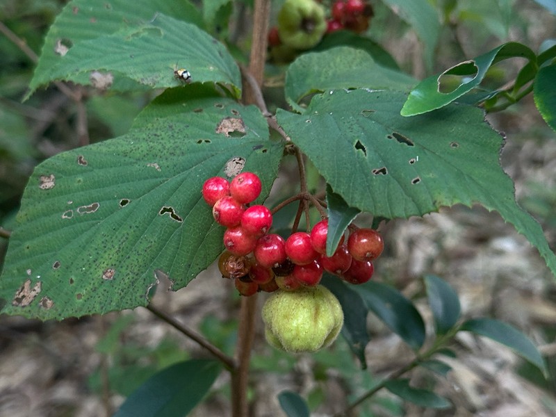 Viburnum erosum photo 3