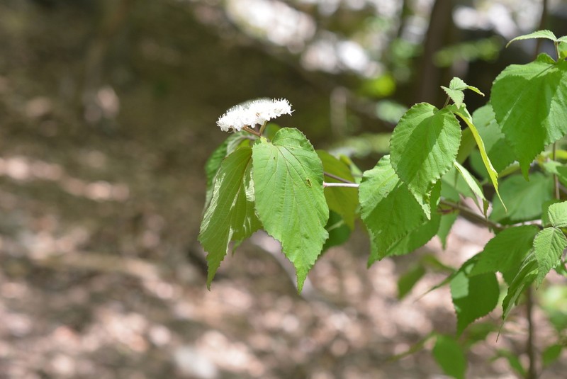 Viburnum erosum photo 4