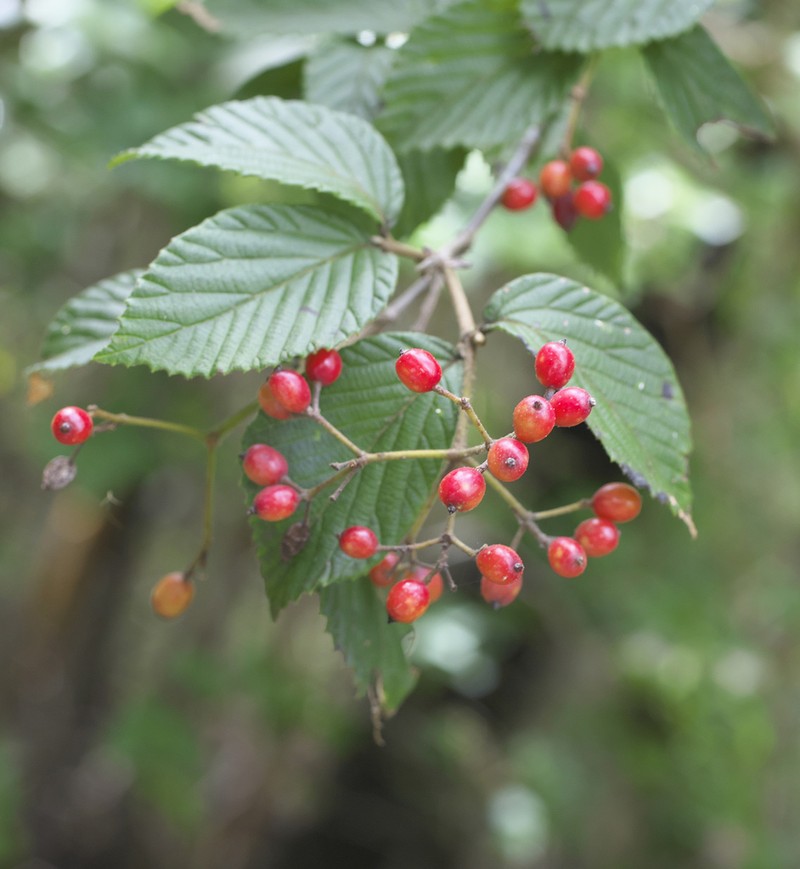 Viburnum erosum photo 5