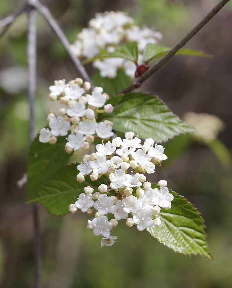 Viburnum erosum photo 6