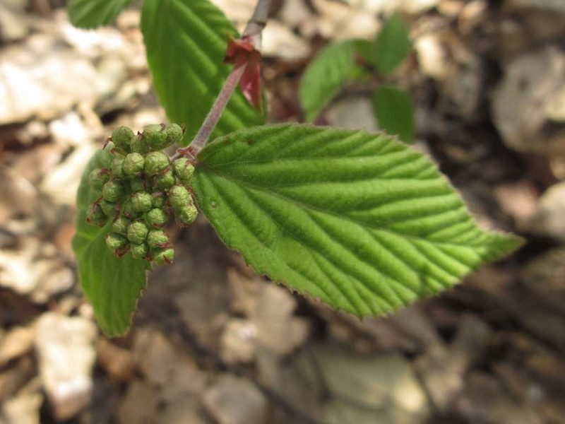 Viburnum erosum photo 7