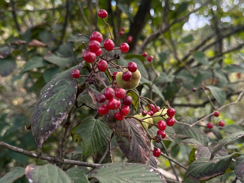 Viburnum erosum photo 8