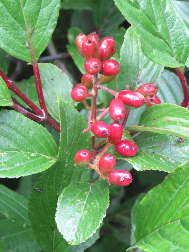 Viburnum erubescens photo 2