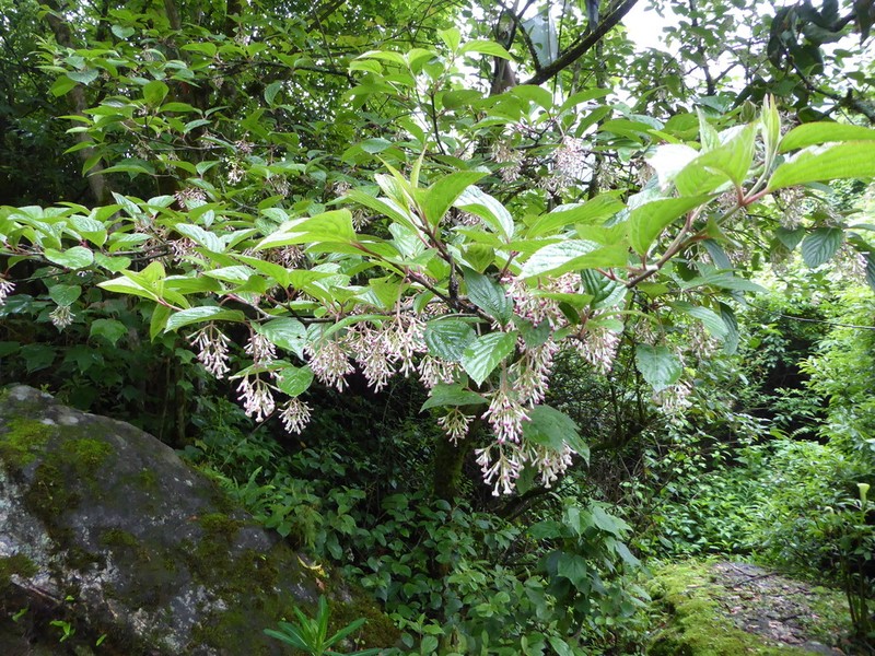 Viburnum erubescens photo 3