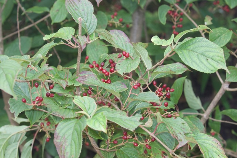 Viburnum erubescens photo 4