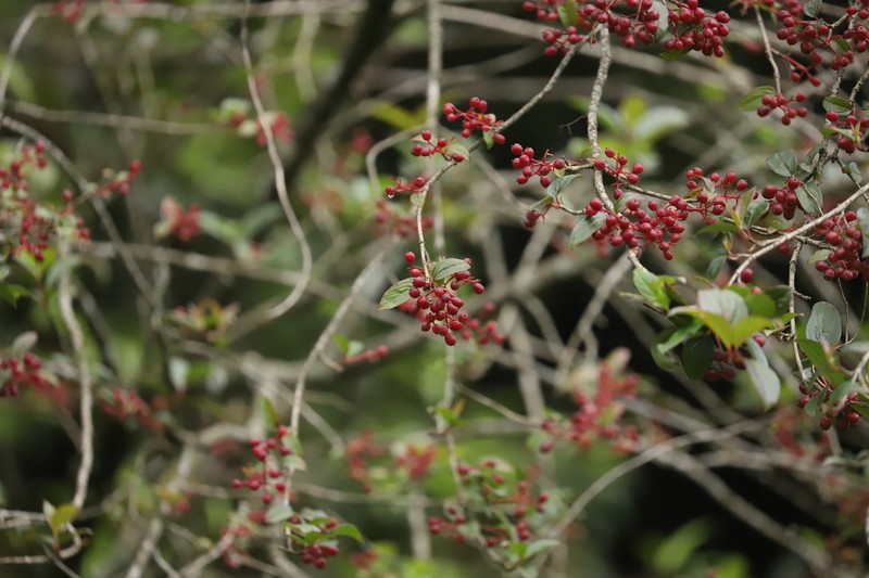 Viburnum erubescens photo 5