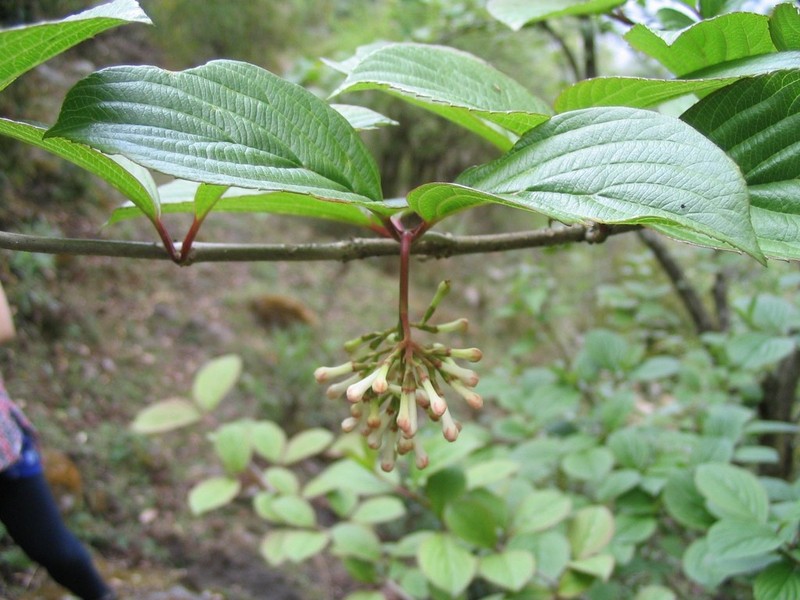 Viburnum erubescens photo 6