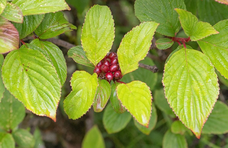 Viburnum erubescens photo 7